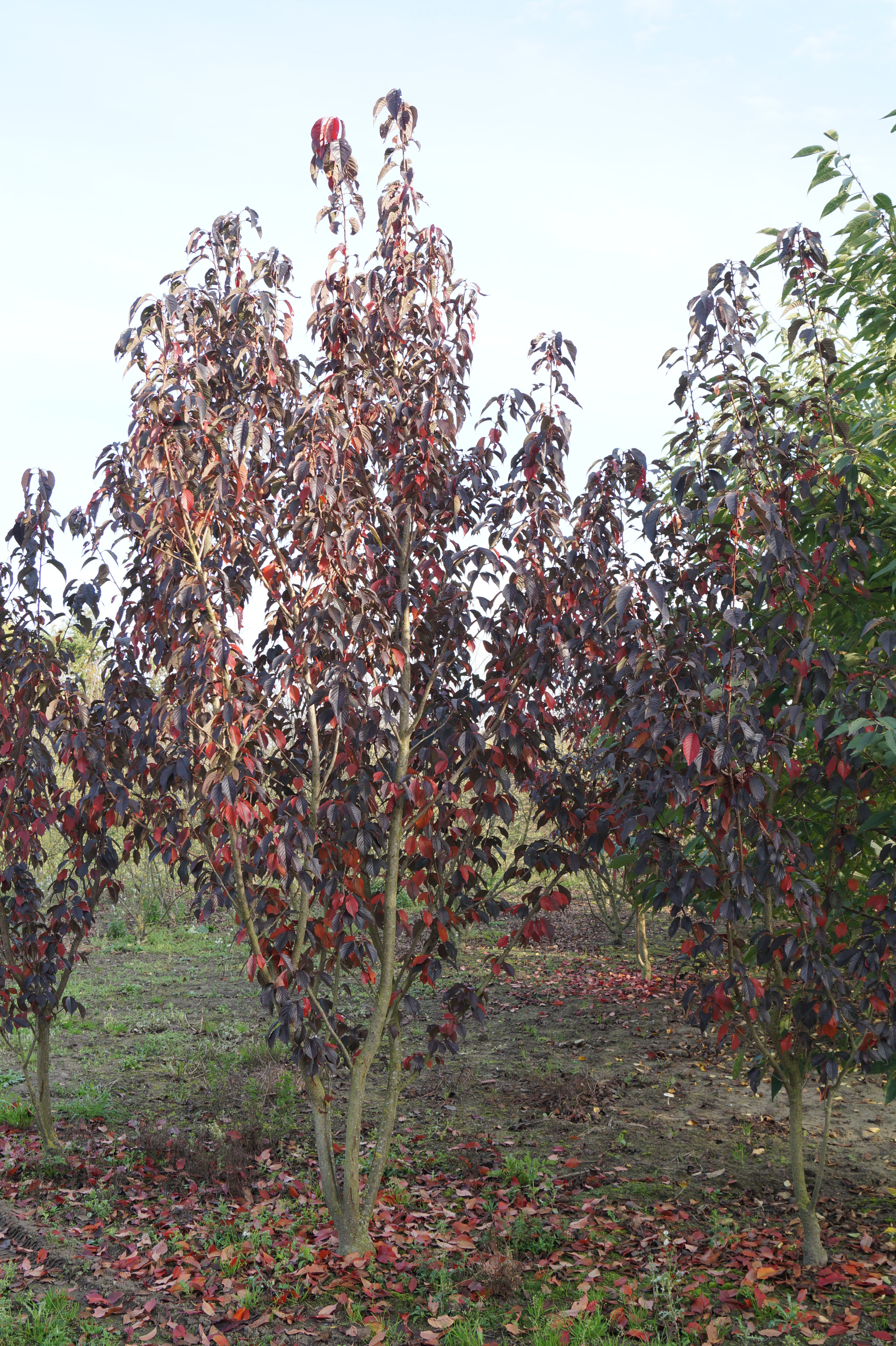 Prunus serrulata Royal Burgundy_08